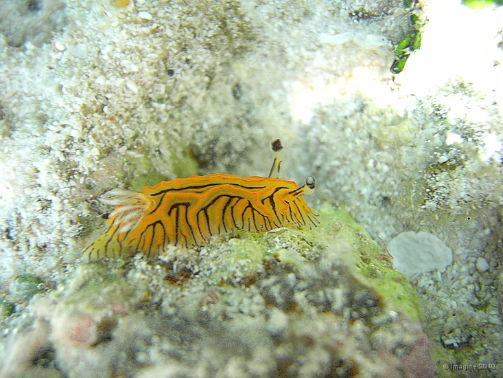 29- Halgerda willeyi, un superbe nudibranche - Passe de kouare.JPG